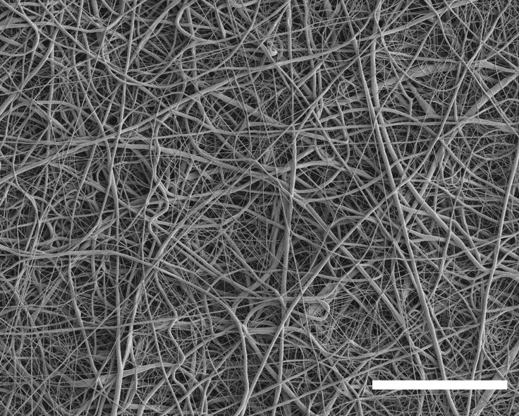 SpinWell-24 PCL electrospun filament morphology