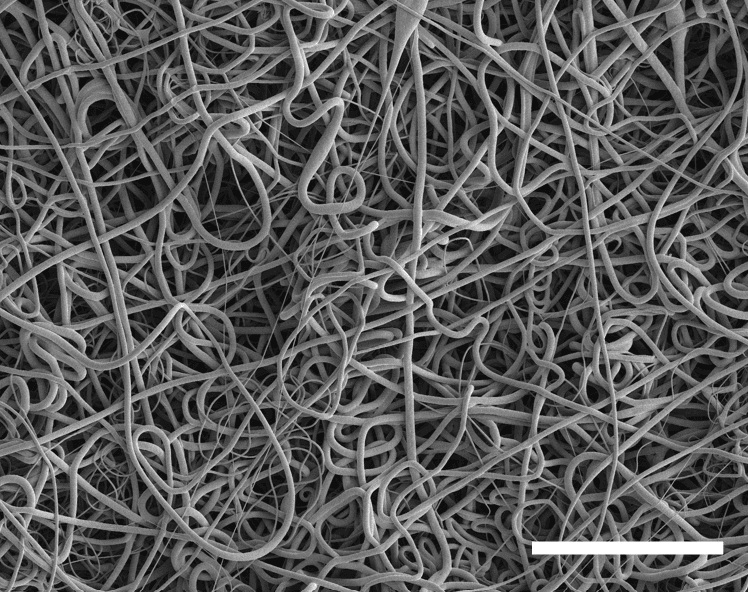 SpinWell-48 PCL electrospun filament morphology