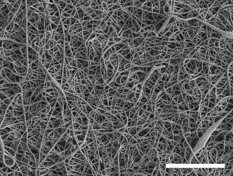 SpinWell-6 PCL electrospun filament morphology